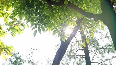 4K实拍治愈温暖阳光逆光植物树叶漏光视频的预览图